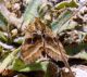 DSCN8950.JPG