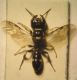 Tracheliodes 004 A.jpg