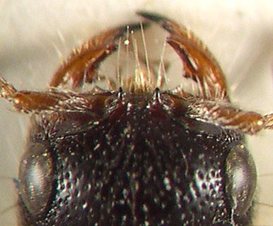 Blakeius bipunctatus femmina, tubercoli antennali2.jpg