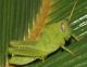 Anacridium aegyptium, ninfa forse (1).jpg