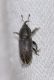 Curculionidae Ev4.jpg