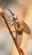 SF4A5497modp1.jpg