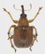 Rhodocyrtus_cribripennis_Tolfa_13-05-2017_4,6-6,0mm_grey.jpg