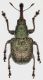 Tolfa_13-05-2017_11,5-8,6mm_grey.jpg