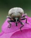 Gymnetron sp. 1 (25-5-08 Tosos).jpg