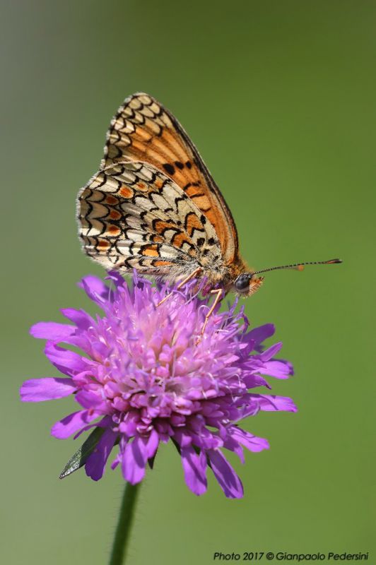 Melitaea sp (2).jpg