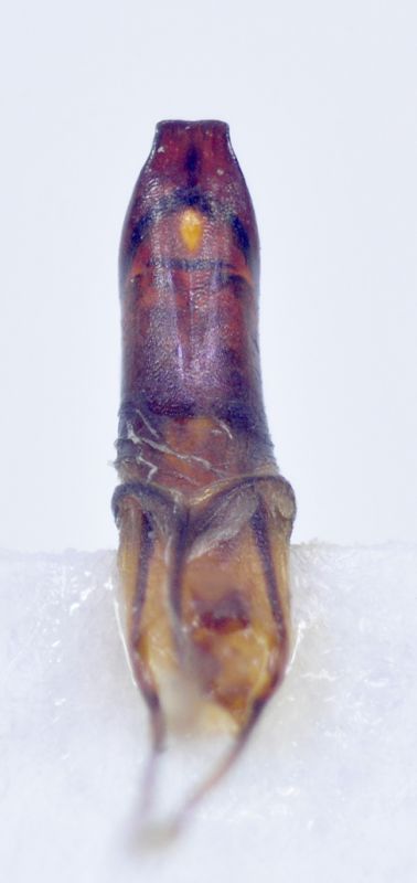 Otiorhynchus-cf-excellens-Stomio-penis-ventral.jpg