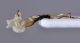 Otiorhynchus-cf-excellens-Stomio-endofallo-laterale.jpg