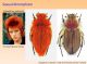 DavidBowieBeetle.jpg