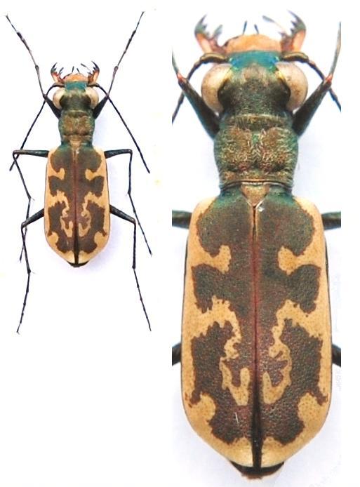 Cicindela - Kopie.JPG