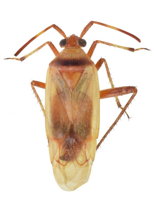 Adelphocoris sp5.jpg