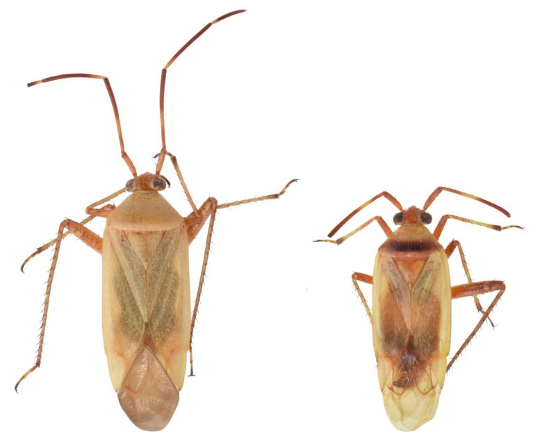 Adelphocoris sp6.jpg