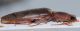 Athous 2cm lateral2.JPG