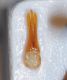 Athous 2cm edeago4.JPG