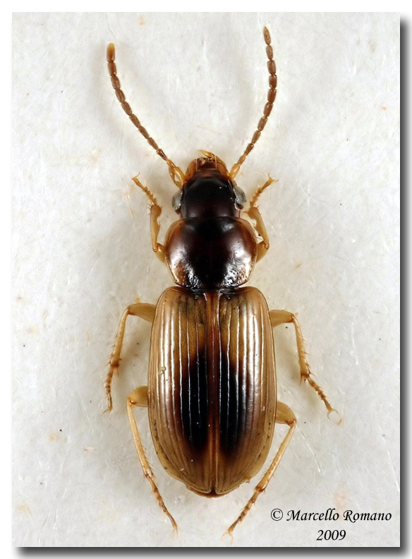 Carabidae Madonie Castelbuono 22 luglio 2002 02.jpg