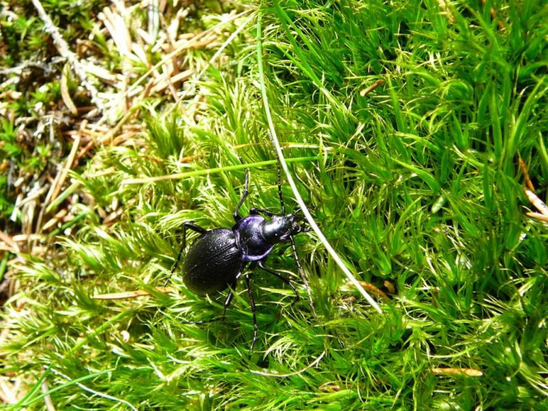 Carabus (Mesocarabus) problematicus Herbst, 1786.JPG