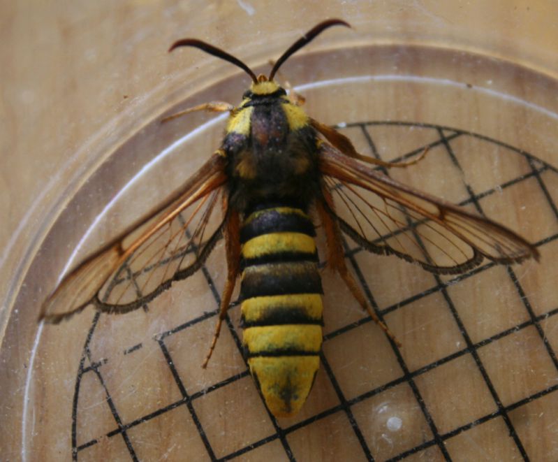 sesiidae1.JPG