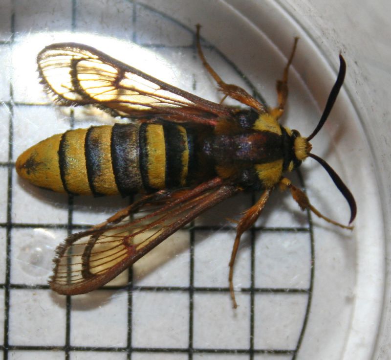 sesiidae2.JPG