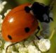Coccinella quinquepunctata.JPG