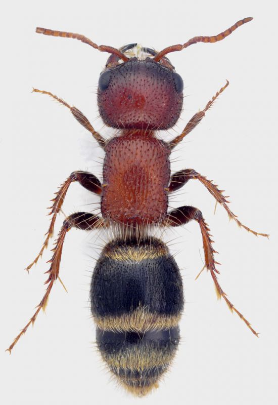 Mutillidae-FEI.jpg