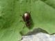 Chrysomelidae.JPG