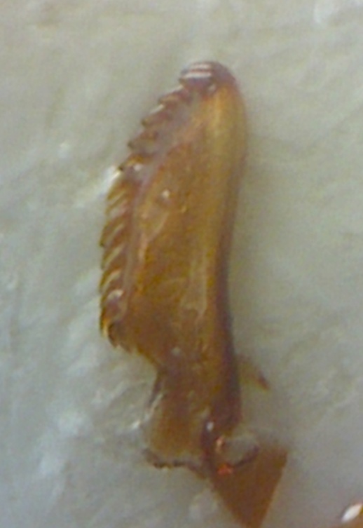 Adelphocoris genitalia3.jpg
