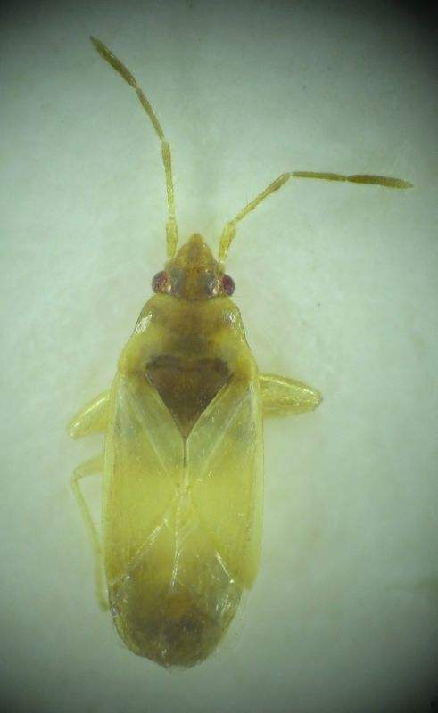 Lygaeidae 2,5mm 21-06-2016 Karaman-4.jpg