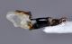Labidostomis-brevipennis-Iran-endofallo-laterale.jpg