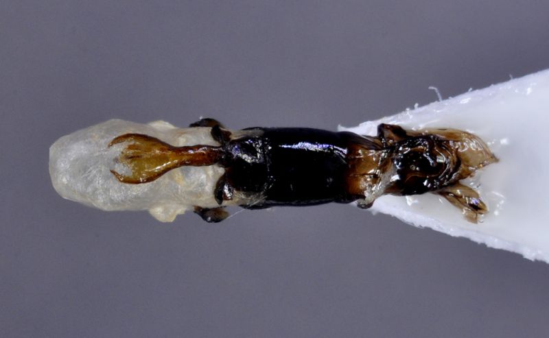 Labidostomis-brevipennis-Iran-endofallo-dorsale.jpg