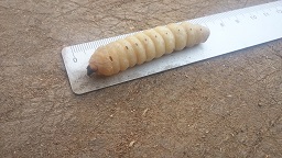 larva2.jpg