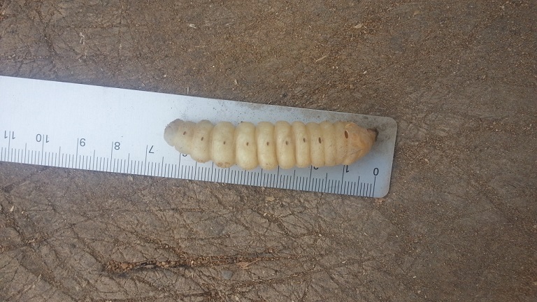 larva 2.jpg