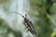 Cerambycidae4.JPG