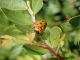 Tolfa_07-06-2017_TG4_007.JPG