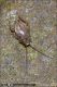 Phyllodromica_1860.jpg