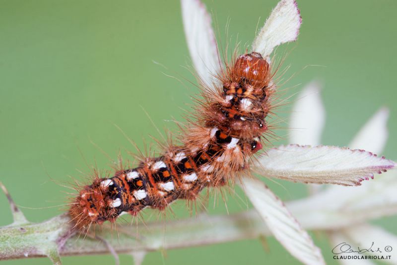 Acronicta_rumicis_Boscotrecase_Labriola_0202_1000.jpg