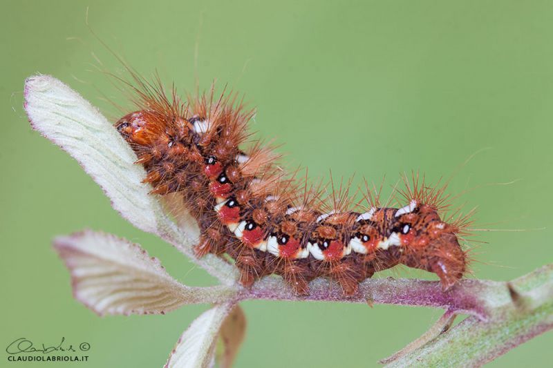 Acronicta_rumicis_Boscotrecase_Labriola_0207_1000.jpg