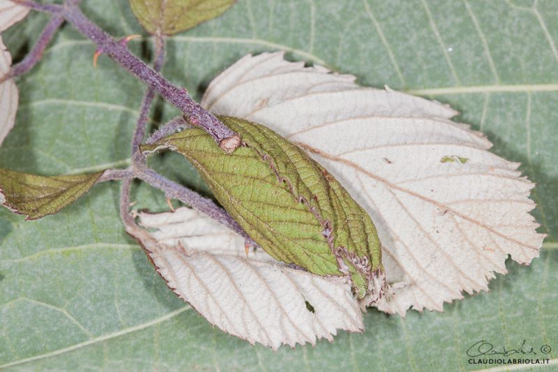 Acronicta_rumicis_Boscotrecase_Labriola_0266_1000.jpg