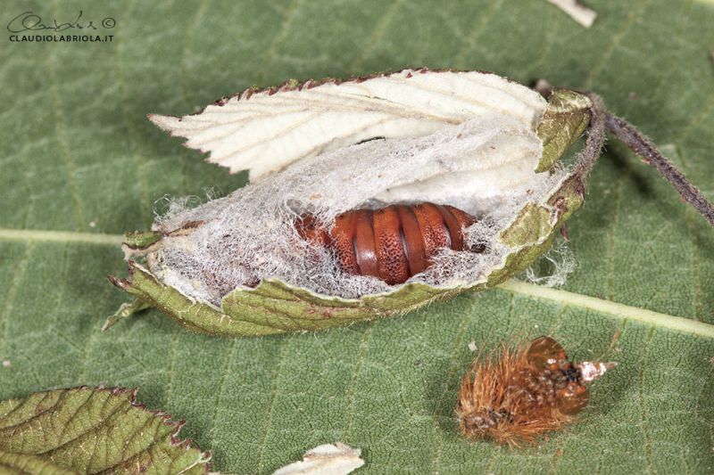 Acronicta_rumicis_Boscotrecase_Labriola_0277_1000.jpg