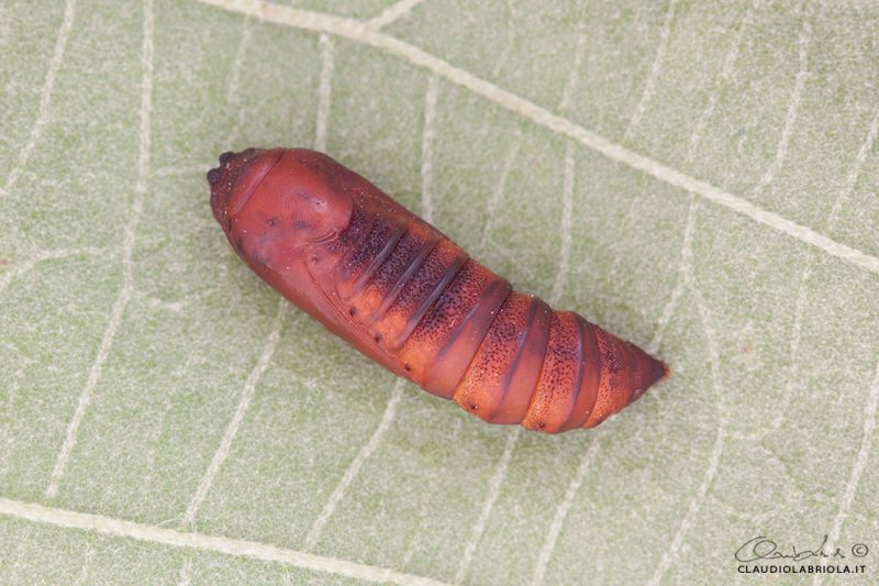 Acronicta_rumicis_Boscotrecase_Labriola_0312_1000.jpg