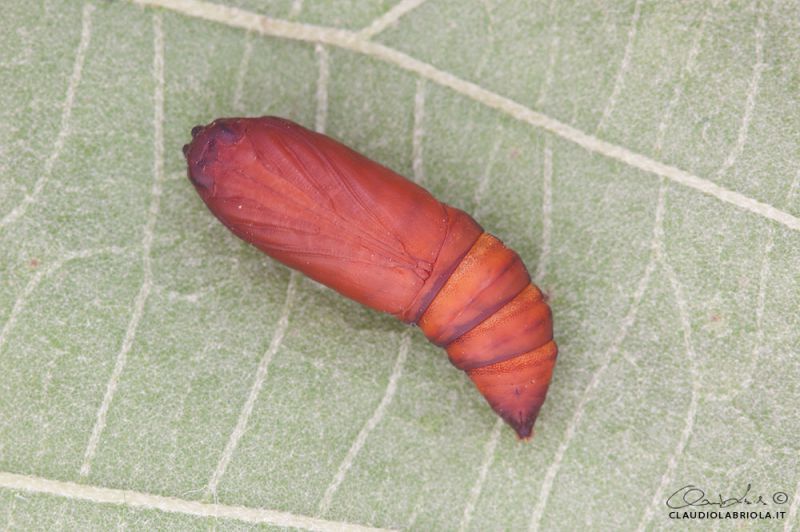 Acronicta_rumicis_Boscotrecase_Labriola_0314_1000.jpg