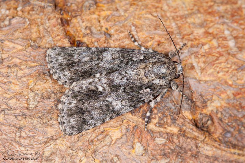 Acronicta_rumicis_Boscotrecase_Labriola_0327_1000.jpg