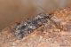 Acronicta_rumicis_Boscotrecase_Labriola_0333_1000.jpg
