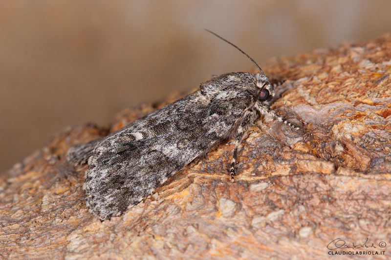 Acronicta_rumicis_Boscotrecase_Labriola_0333_1000.jpg