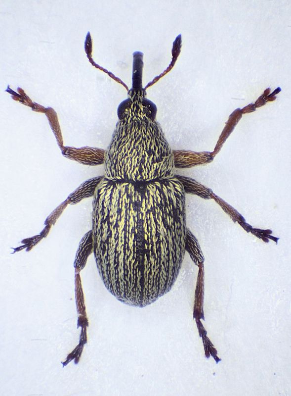 Lepidapion argentatum.jpg