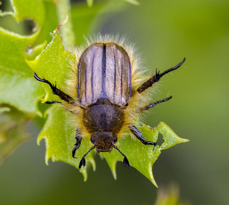 Scarabaeidae.JPG