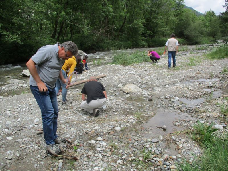 bembidini 1 foto bogliani.JPG