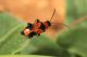 Chrysomelidae.JPG