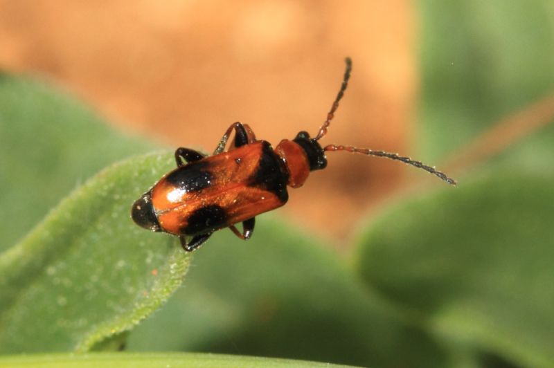 Chrysomelidae.JPG