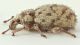 Romualdius-canaliculatus-LAT-WEB.jpg
