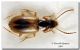 Carabidae Madonie Castelbuono 22 luglio 2002 02bis.jpg